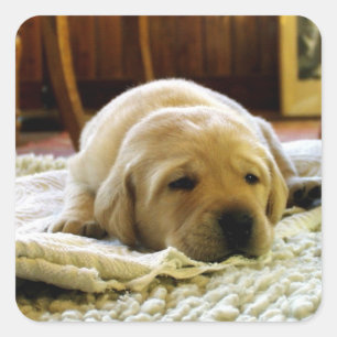 Gelb Labrador Welpe schlafend Quadratischer Aufkleber