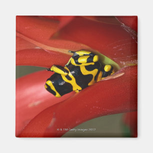 Gelb-mit einem Band versehener Giftfrosch Magnet