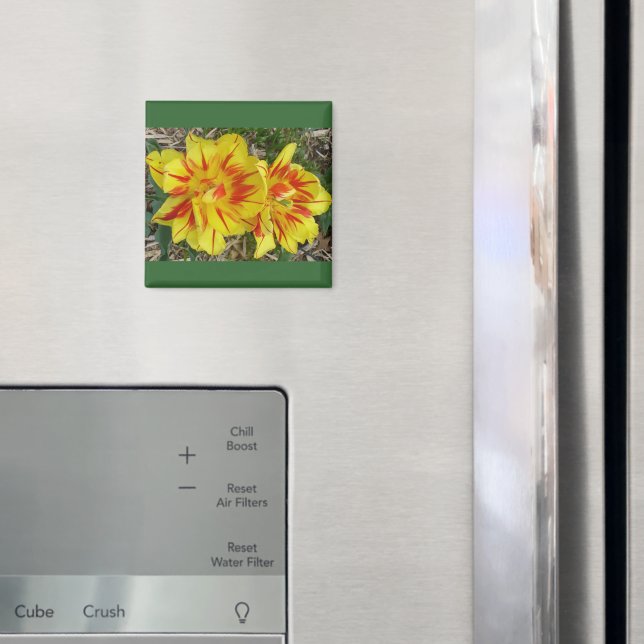 Gelb mit rot gestreifter Blume Magnet (In Situ (Kühlschrank))