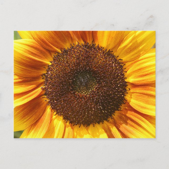 Gelb, orange und braune Sonnenblumen Postkarte (Vorderseite)