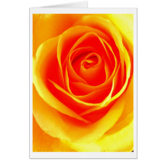 Gelb-orangee Rose