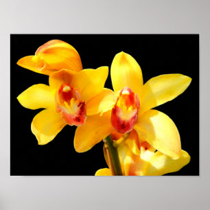 Gelb Poster Cymbidium-Orchidee