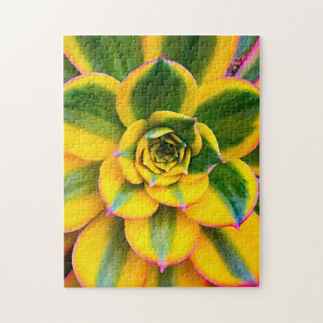 Gelb-rosa Kaktus Foto Schönes Nahes Up (Vertikal)