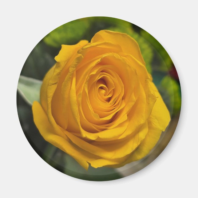 Gelb-Rosen-Magnet Magnet (Vorne)