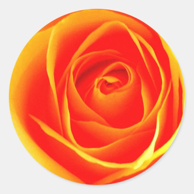 Gelb/Rote Rose-Aufkleber Runder Aufkleber (Vorderseite)