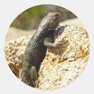 Gelb Rücken Stachelleguan in Joshua Tree Runder Aufkleber
