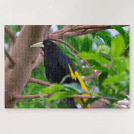 Gelb-Rumped Cacique