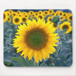 gelb stehen Sie heraus von den Mengen-Blumen Mousepad