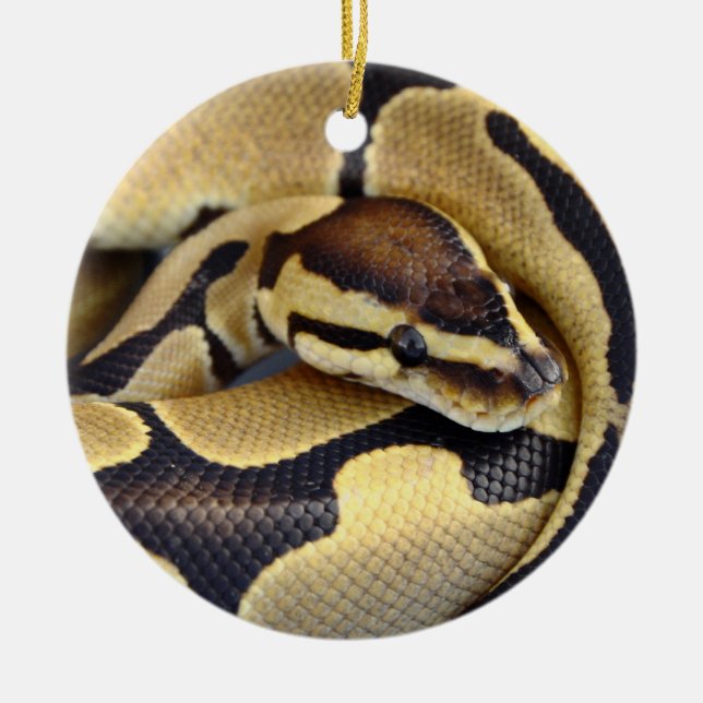 Gelb-und Kugel-Pythonschlange 3 Keramikornament (Vorne)