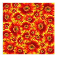 Gelb und Orange Gerbera Daisies