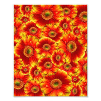 Gelb und Orange Gerbera Daisies