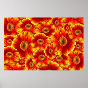 Gelb und Orange Gerbera Daisies Poster