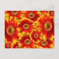 Gelb und Orange Gerbera Daisies