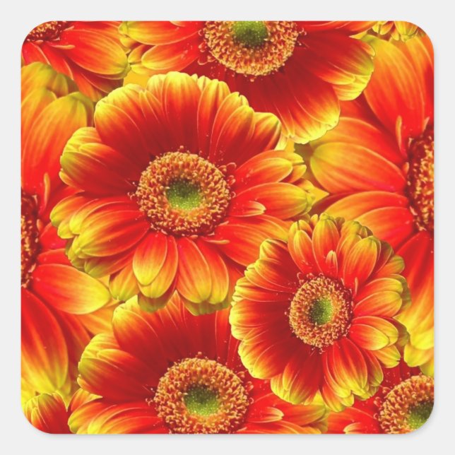 Gelb und Orange Gerbera Daisies Quadratischer Aufkleber (Vorderseite)