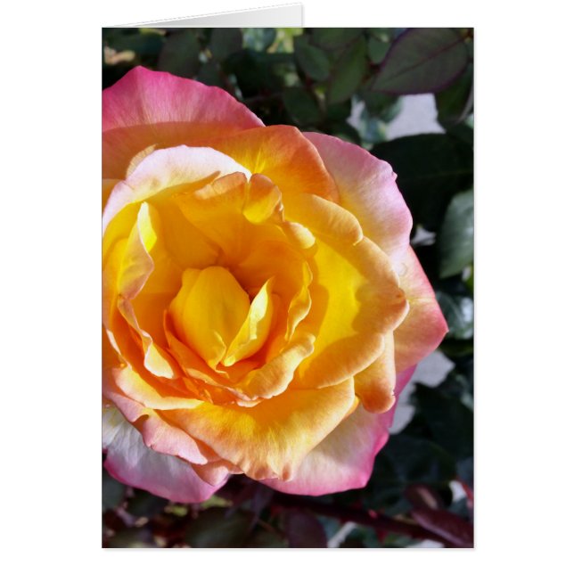 gelb und rosa (Vorne)