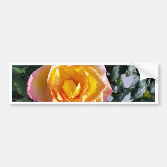 gelb und rosa autoaufkleber (Vorne)