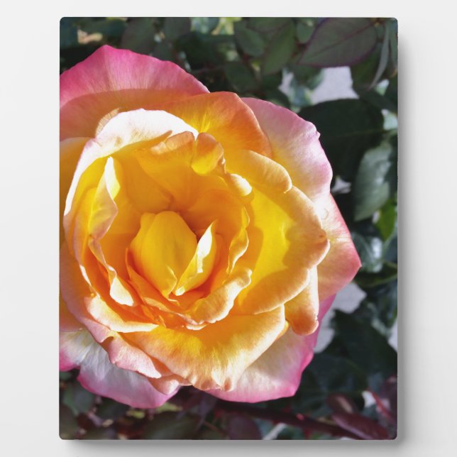 gelb und rosa fotoplatte (Vorderseite)