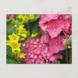 Gelb und Rosa Postkarte