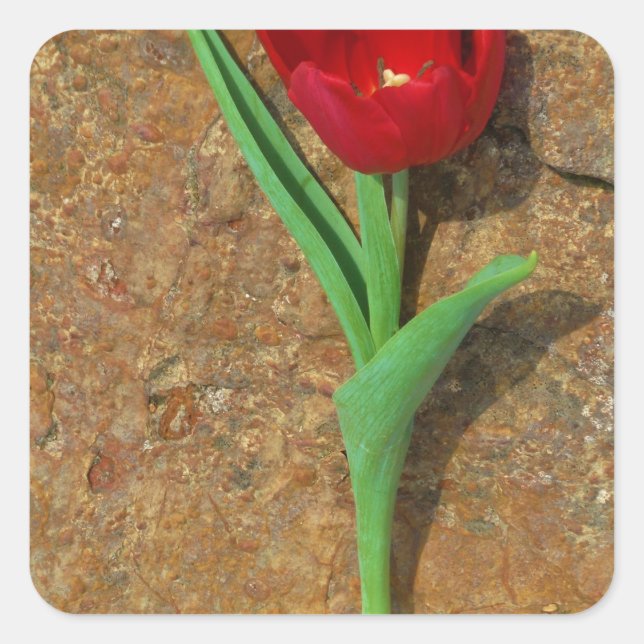 Gelb und Rot Quadratischer Aufkleber (Vorderseite)