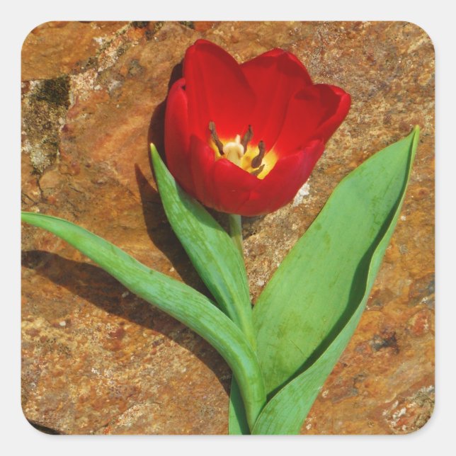 Gelb und Rot Quadratischer Aufkleber (Vorderseite)