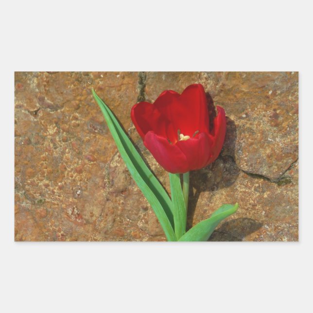Gelb und Rot Rechteckiger Aufkleber (Vorderseite)