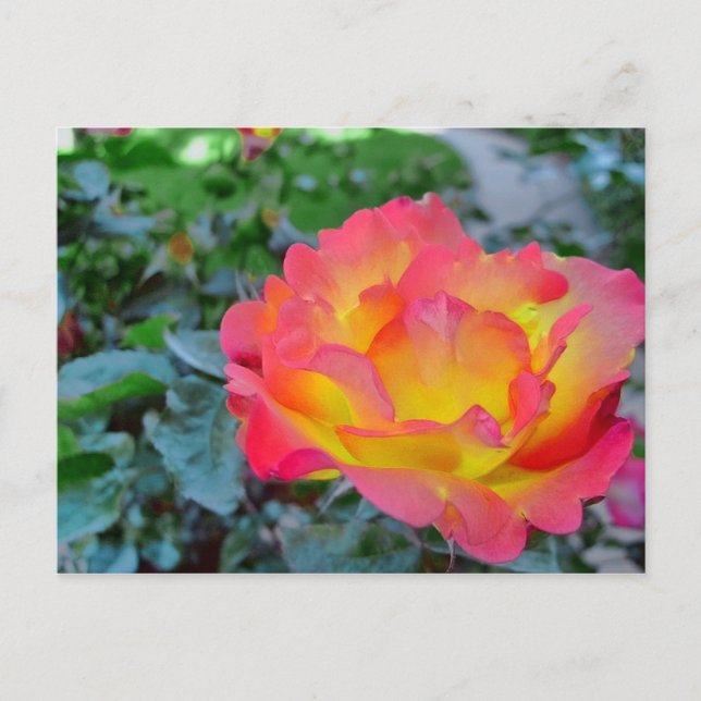 Gelb und rote Rose Postkarte (Vorderseite)