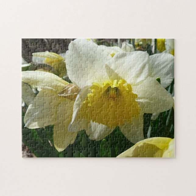 Gelb und Weiß Frühlingsblüte (Horizontal)
