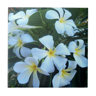 gelb, weiß, Frangipani, Blume, Natur, Sommer, Fliese