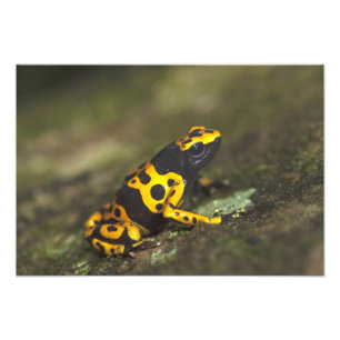 Gelbbandiger Pfeilgiftfrosch Dendrobates Fotodruck