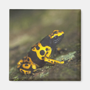 Gelbbandiger Pfeilgiftfrosch Dendrobates Magnet