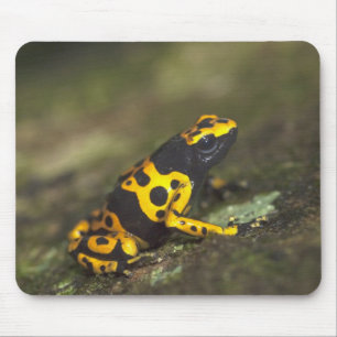 Gelbbandiger Pfeilgiftfrosch Dendrobates Mousepad