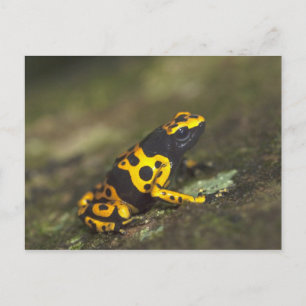 Gelbbandiger Pfeilgiftfrosch Dendrobates Postkarte