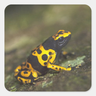 Gelbbandiger Pfeilgiftfrosch Dendrobates Quadratischer Aufkleber