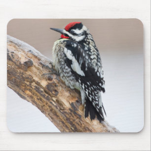 Gelbbauchspecht Männchen Mousepad
