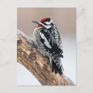 Gelbbauchspecht Männchen Postkarte