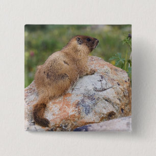 Gelbbaudch-Murmeltier, Marmota flaviventris, Button