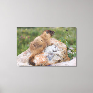Gelbbaudch-Murmeltier, Marmota flaviventris, Leinwanddruck