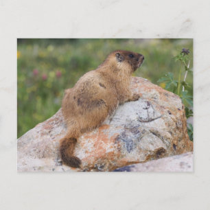 Gelbbaudch-Murmeltier, Marmota flaviventris, Postkarte