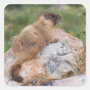 Gelbbaudch-Murmeltier, Marmota flaviventris, Quadratischer Aufkleber
