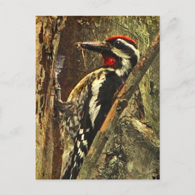 Gelbbbaucher-Sapsucker Postkarte (Vorderseite)