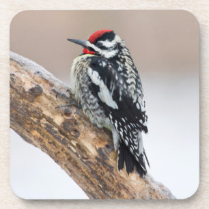 Gelbbbauchmännchen Getränkeuntersetzer