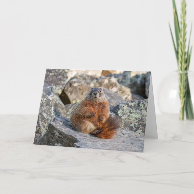 Gelbbbelehnte Marmot-Faltenkarte Karte (Vorderseite)