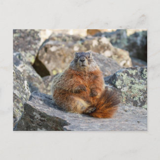 Gelbbbellische Marmot-Postkarte Postkarte