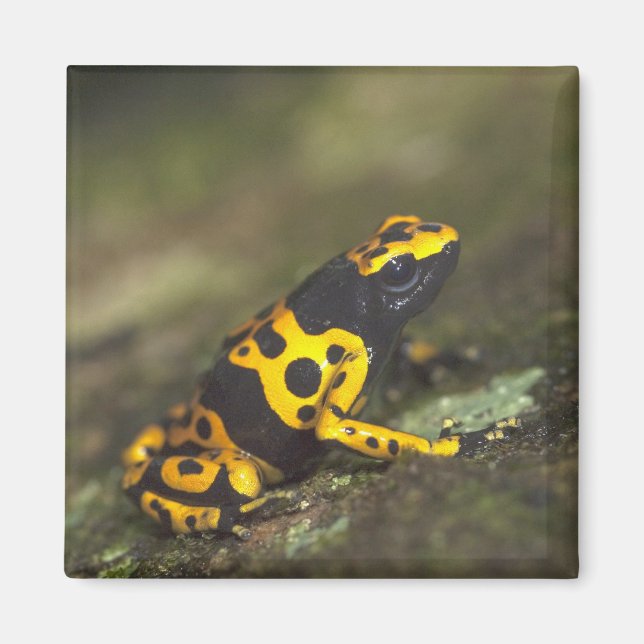 Gelbbinde Gift Dart Frog Dendrobates Magnet (Vorne)