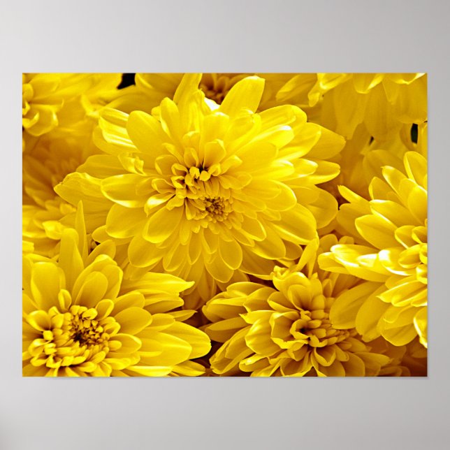 Gelbblumen, frisch Nah Poster (Vorne)