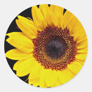 Gelbblütenblume Blume Runder Aufkleber