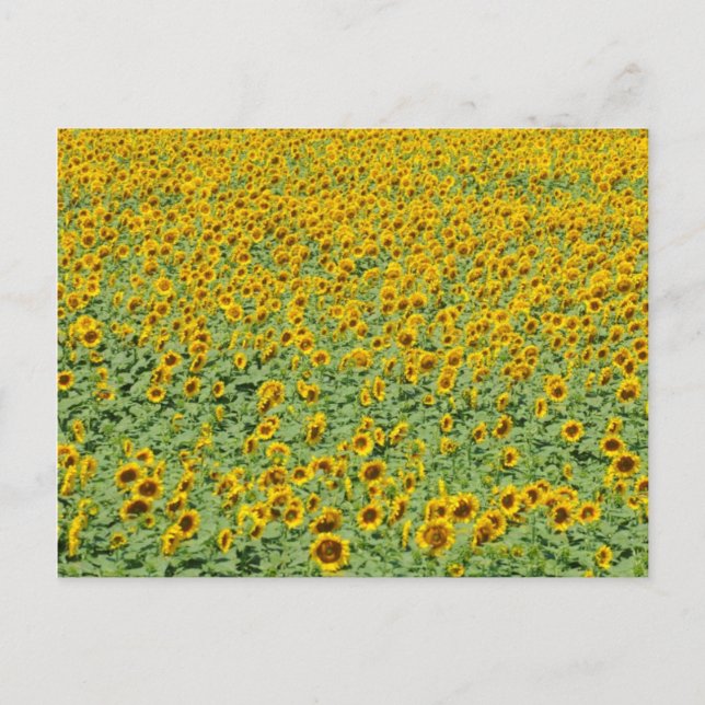 Gelbblütenfeld Postkarte (Vorderseite)