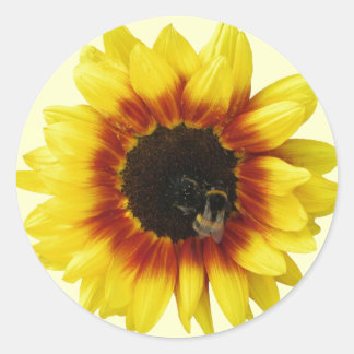 Gelbblütengelb Orange mit Hummeln und Pollen Runder Aufkleber