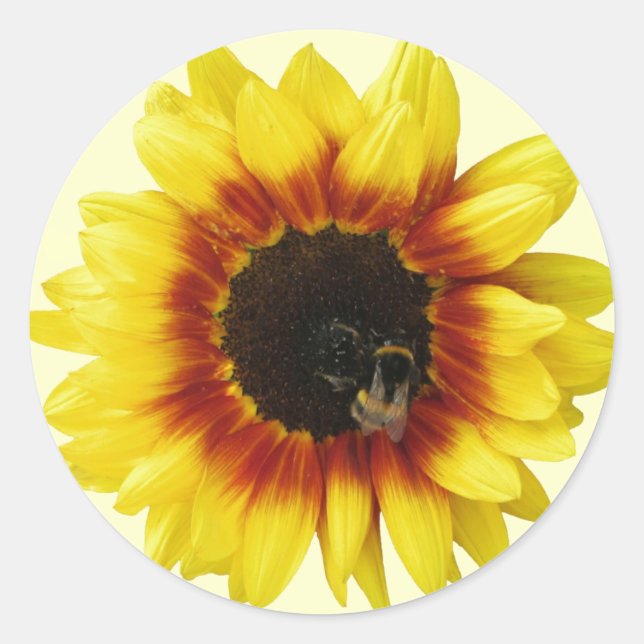 Gelbblütengelb Orange mit Hummeln und Pollen Runder Aufkleber (Vorderseite)