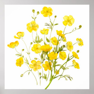 Gelbbutterbecher Blume Aquarell Poster